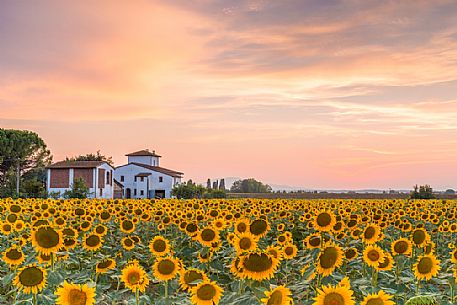Typical Tuscan landscape near Volterra, Tuscany, Italy, Europe Typical Tuscan landscape near Volterra, Tuscany, Italy, Europe