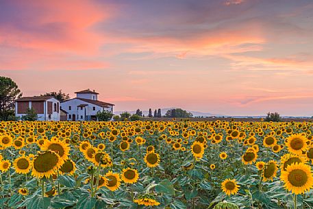 Typical Tuscan landscape near Volterra, Tuscany, Italy, Europe Typical Tuscan landscape near Volterra, Tuscany, Italy, Europe