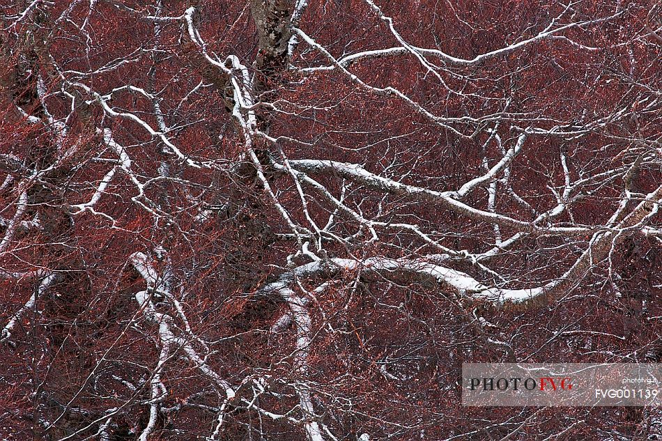 snow covered  branches on the red background made by autumn leaves
