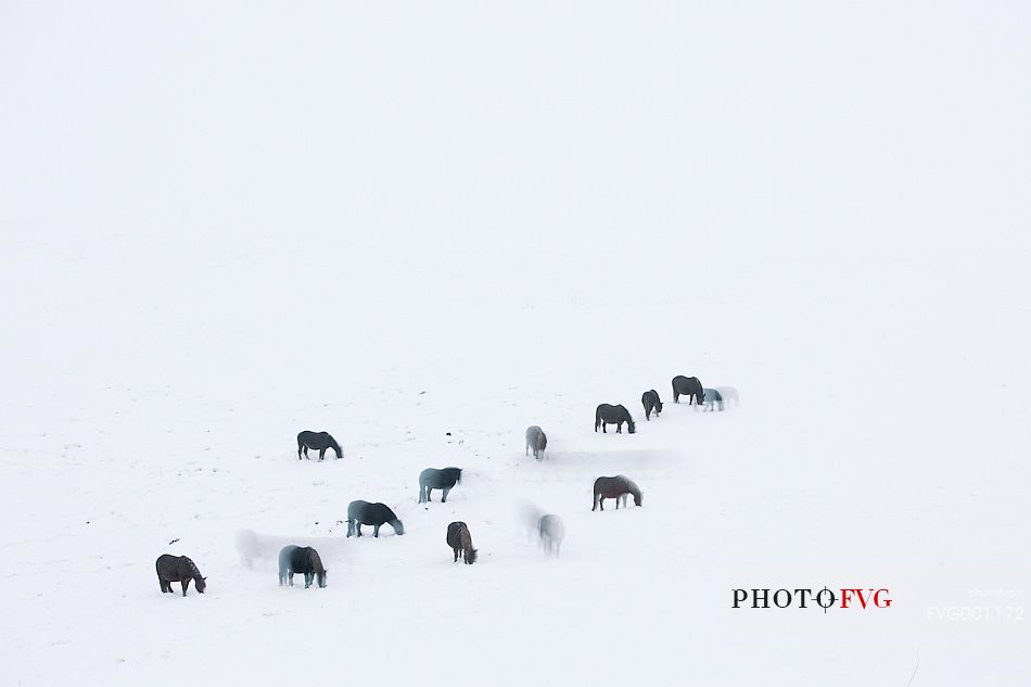 Campo Imperatore: horses in the snow storm. Gran Sasso national park