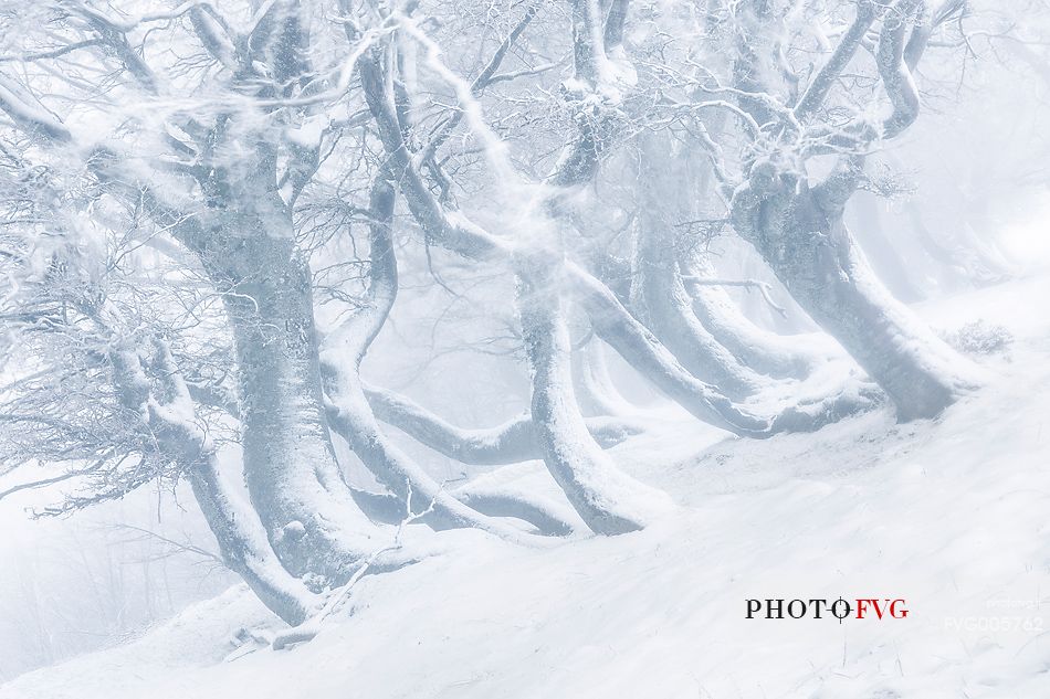 Beech trees twisted by the weight of snow near Pizzo di Moscio, Monti della Laga, after a snowstorm.