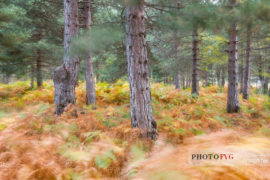 Pine forest near mount Bilanciere. The ferns of the undergrowth, in typical autumn colors, are are stirred by the wind