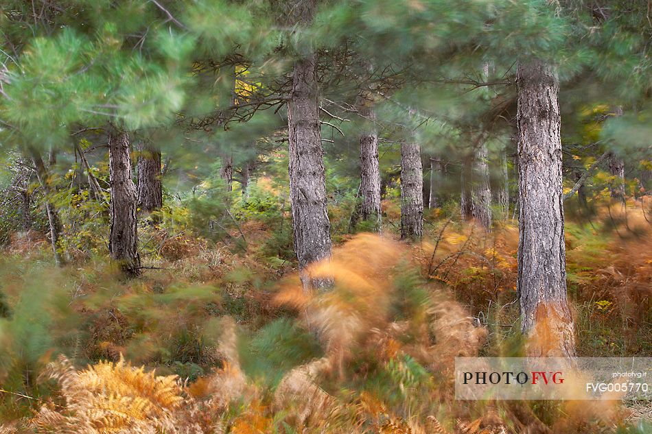 Pine forest near mount Bilanciere. The ferns of the undergrowth, in typical autumn colors, are are stirred by the wind, Gran Sasso and Monti della Laga national park