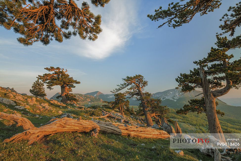 Spring landscape at Serra di Crispo with Leucodermis Pines. In the background Monte Pollino (on the right) and Serra delle Ciavole (on the Left) Spring landscape at Serra di Crispo with Leucodermis Pines. In the background Monte Pollino (on the right) and Serra delle Ciavole (on the Left)