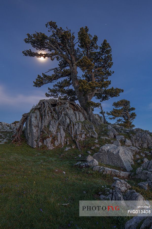 Leucodermis Pines at Serra di Crispo nella luce della luna