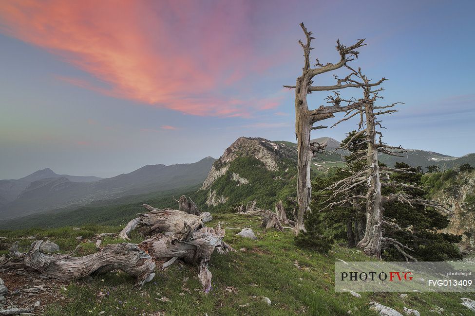 Spring landscape at Serra di Crispo with Leucodermis Pines. In the background Serra delle Ciavole Spring landscape at Serra di Crispo with Leucodermis Pines. In the background Serra delle Ciavole