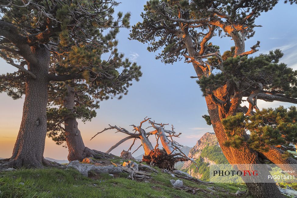 Spring landscape at Serra di Crispo with Leucodermis Pines. In the background Serra delle Ciavole Spring landscape at Serra di Crispo with Leucodermis Pines. In the background Serra delle Ciavole