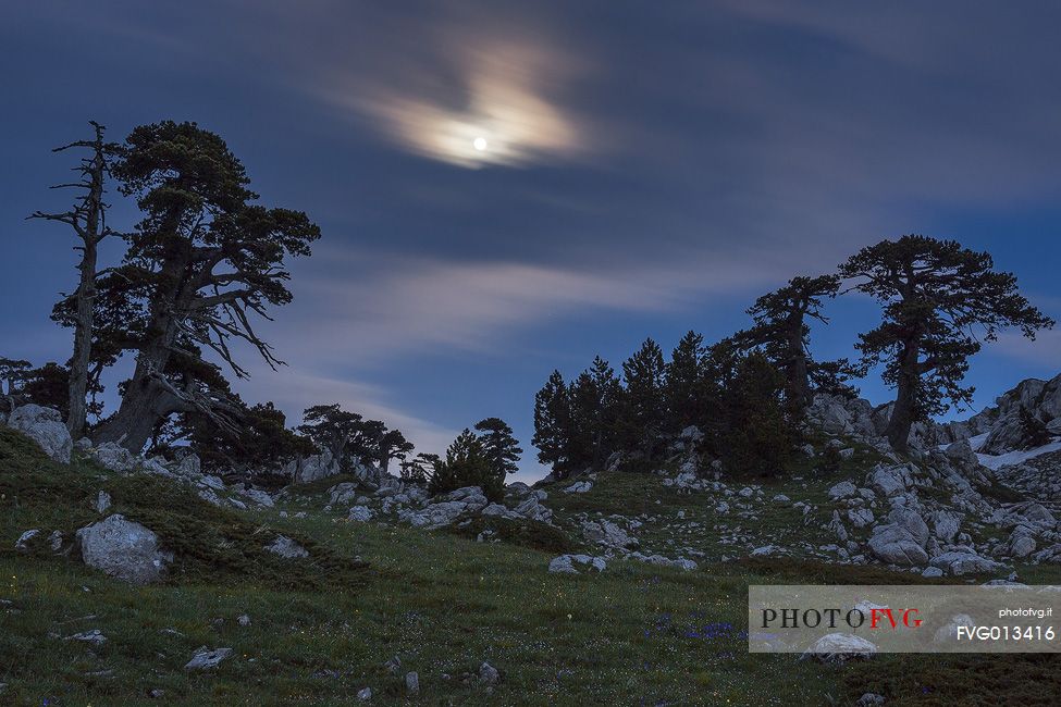 Night landscape with Leucodermis Pines. 
Serra di Crispo in moonlight