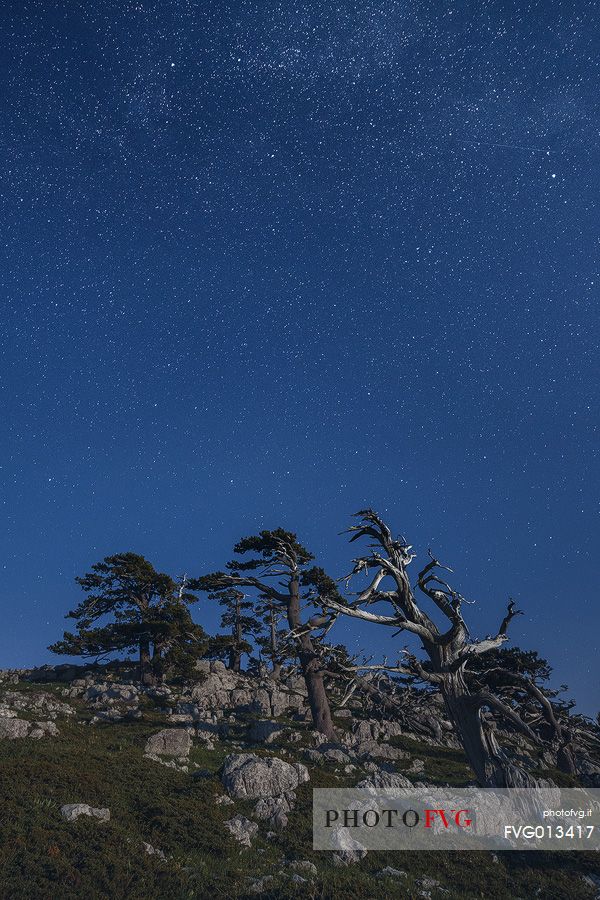 Night landscape with Leucodermis Pines. 
Serra di Crispo in moonlight