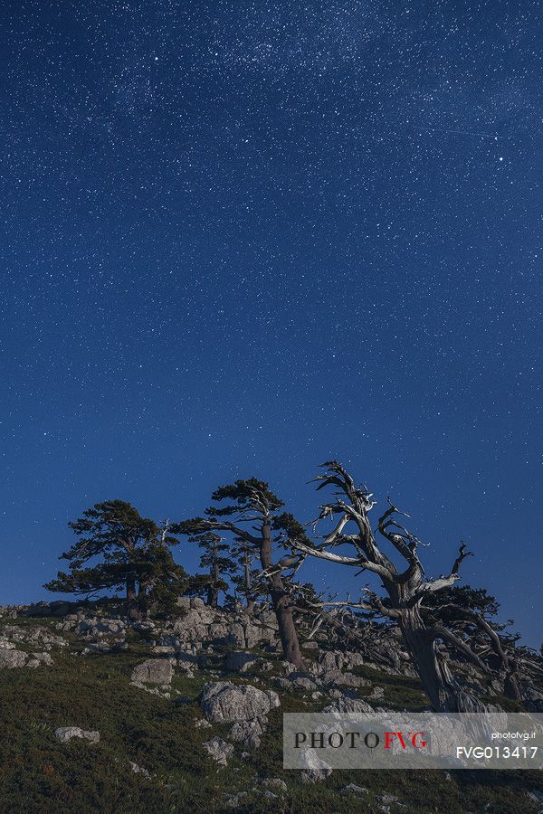 Night landscape with Leucodermis Pines.
Serra di Crispo in moonlight Night landscape with Leucodermis Pines.
Serra di Crispo in moonlight