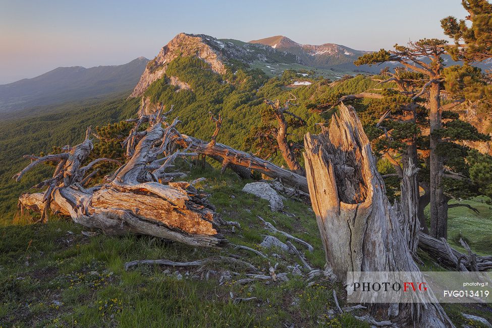 Spring landscape at Serra di Crispo with Leucodermis Pines. In the background Serra delle Ciavole Spring landscape at Serra di Crispo with Leucodermis Pines. In the background Serra delle Ciavole