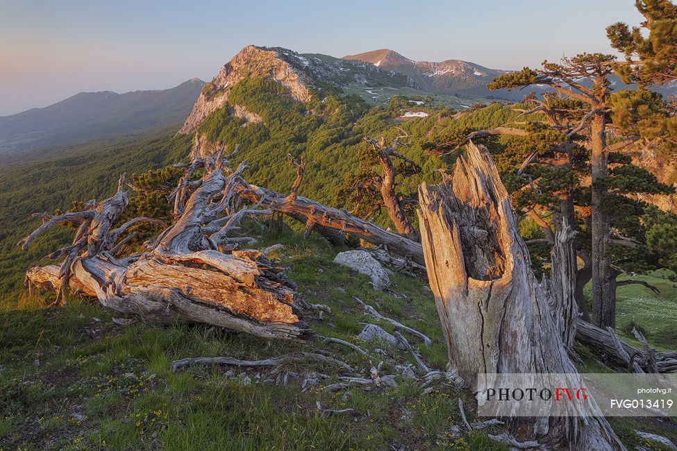 Spring landscape at Serra di Crispo with Leucodermis Pines. In the background Serra delle Ciavole