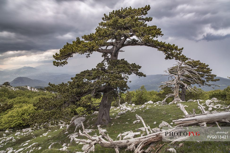Spring landscape with Leucodermis Pines at Serra di Crispo. 
On the background an approaching storm.