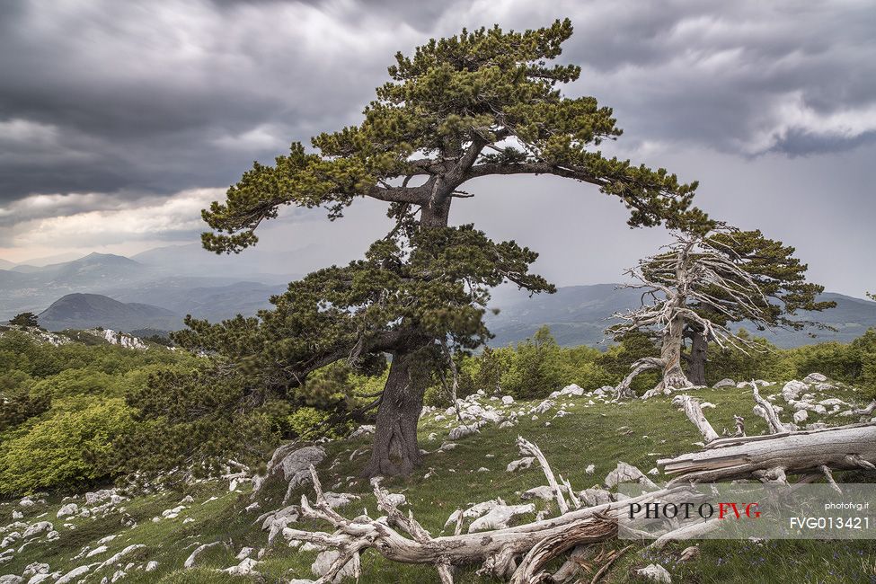 Spring landscape with Leucodermis Pines at Serra di Crispo.
On the background an approaching storm. Spring landscape with Leucodermis Pines at Serra di Crispo.
On the background an approaching storm.