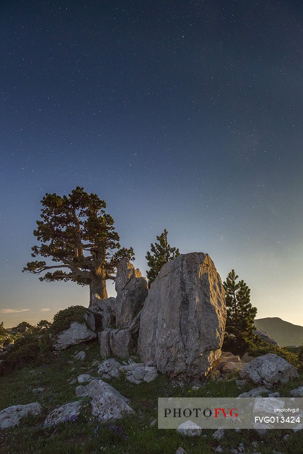 Night landscape with Leucodermis Pines. 
Serra di Crispo in moonlight