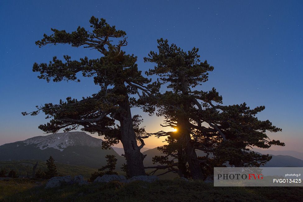 Night landscape with Leucodermis Pines.
Serra di Crispo at moonset. Monte Pollino in the background Night landscape with Leucodermis Pines.
Serra di Crispo at moonset. Monte Pollino in the background