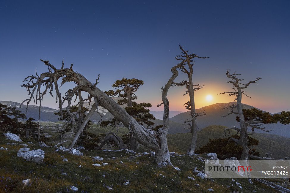Night landscape with Leucodermis Pines.
Serra di Crispo at moonset. Monte Pollino in the background Night landscape with Leucodermis Pines.
Serra di Crispo at moonset. Monte Pollino in the background