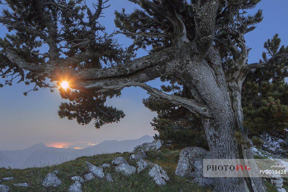 Night landscape with Leucodermis Pines. 
Serra di Crispo at moonset. Ionic Sea in the background