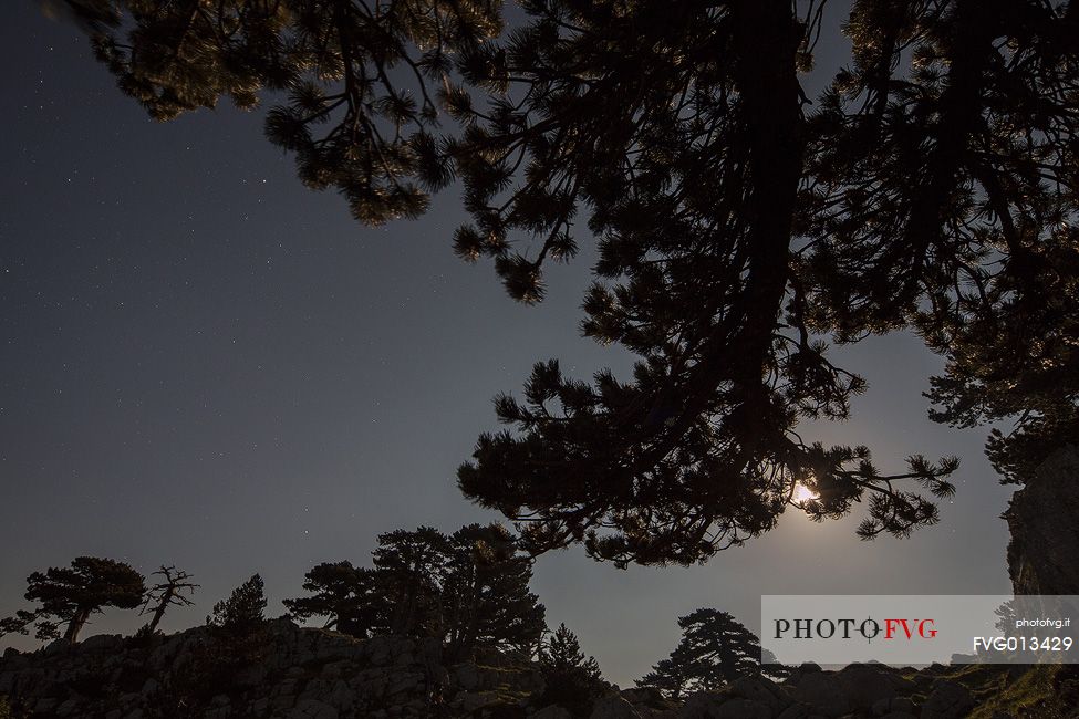 Night landscape with Leucodermis Pines. 
Serra di Crispo at moonset. 