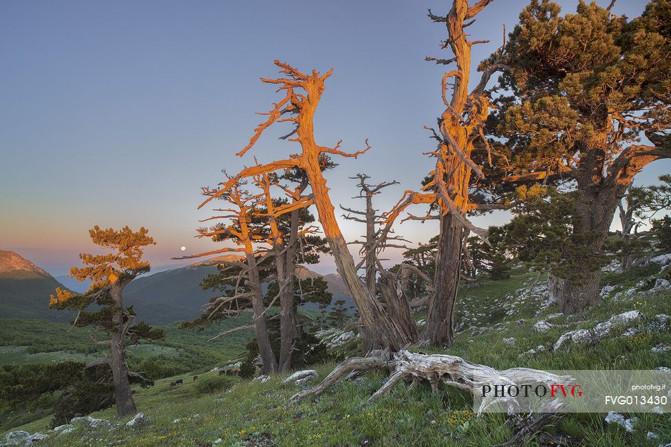 Serra di Crispo with Leucodermis Pines at sunrise. Moonset on Monte Pollino in the background Serra di Crispo with Leucodermis Pines at sunrise. Moonset on Monte Pollino in the background