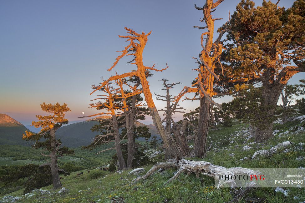 Serra di Crispo with Leucodermis Pines at sunrise. Moonset on Monte Pollino in the background