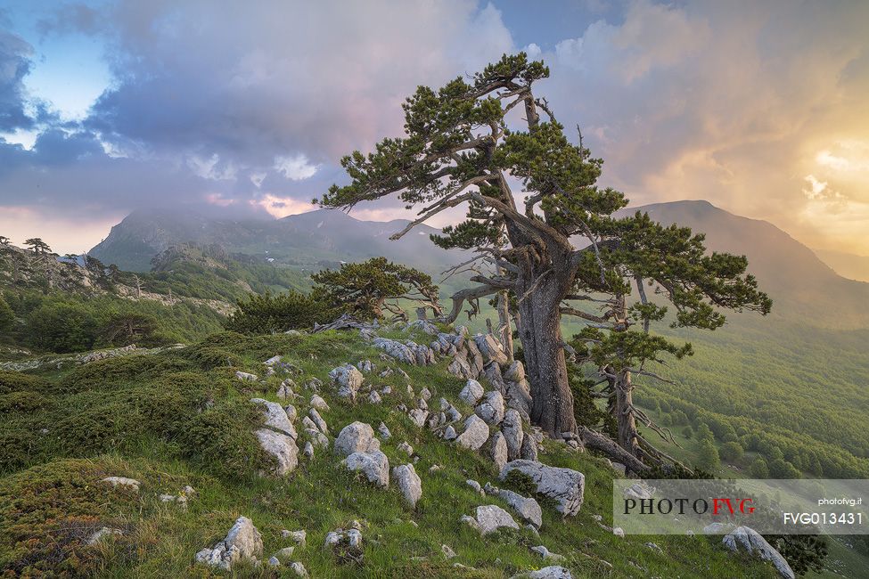 Spring landscape with Leucodermis Pines. 
On the background Monte Pollino (on the right) and Serra delle Ciavole (on the Left) and sunset after a storm.