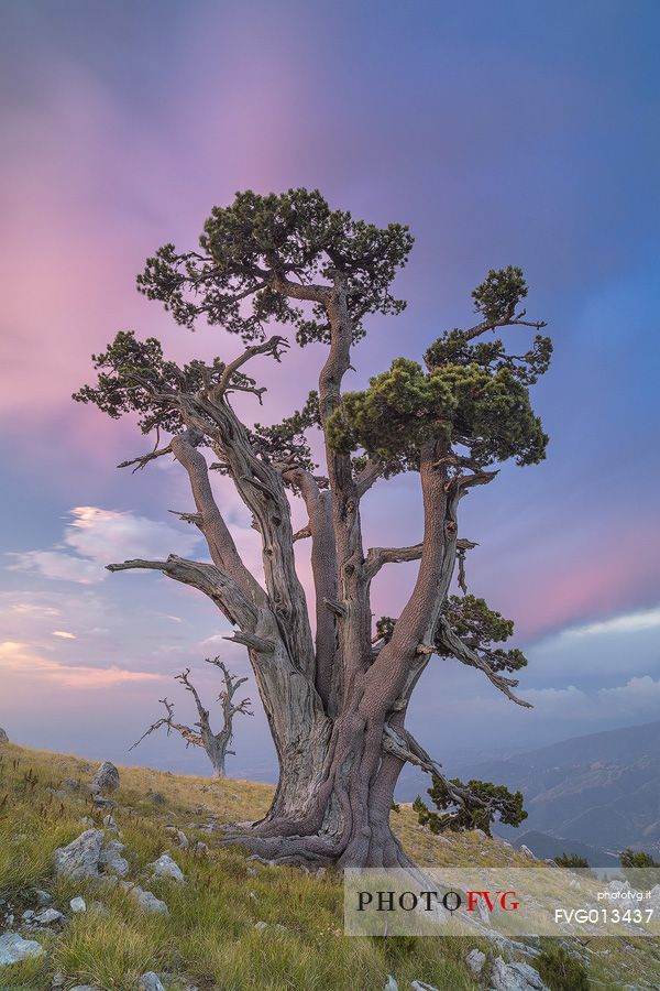 Leucodermis Pines at sunrise