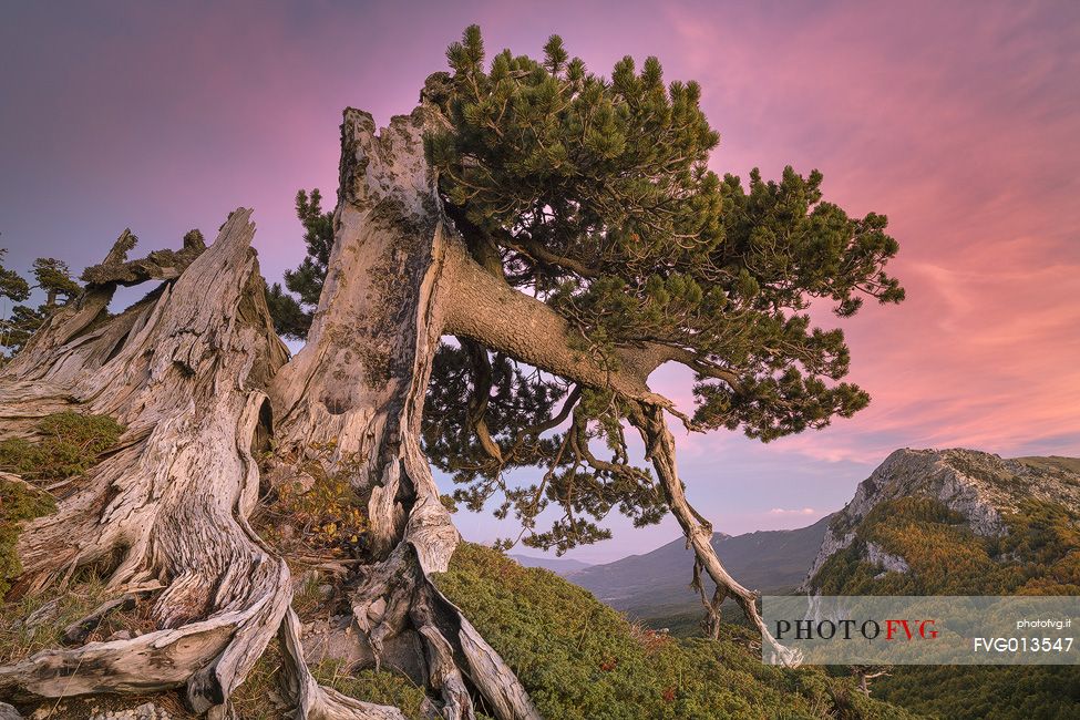 Autumnal landscape with a Leucodermis Pine in the foreground. Serra delle Ciavole in the background