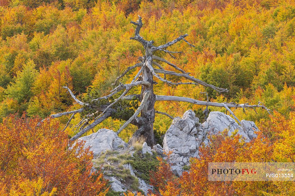 Autumnal landscape with a Leucodermis Pine.