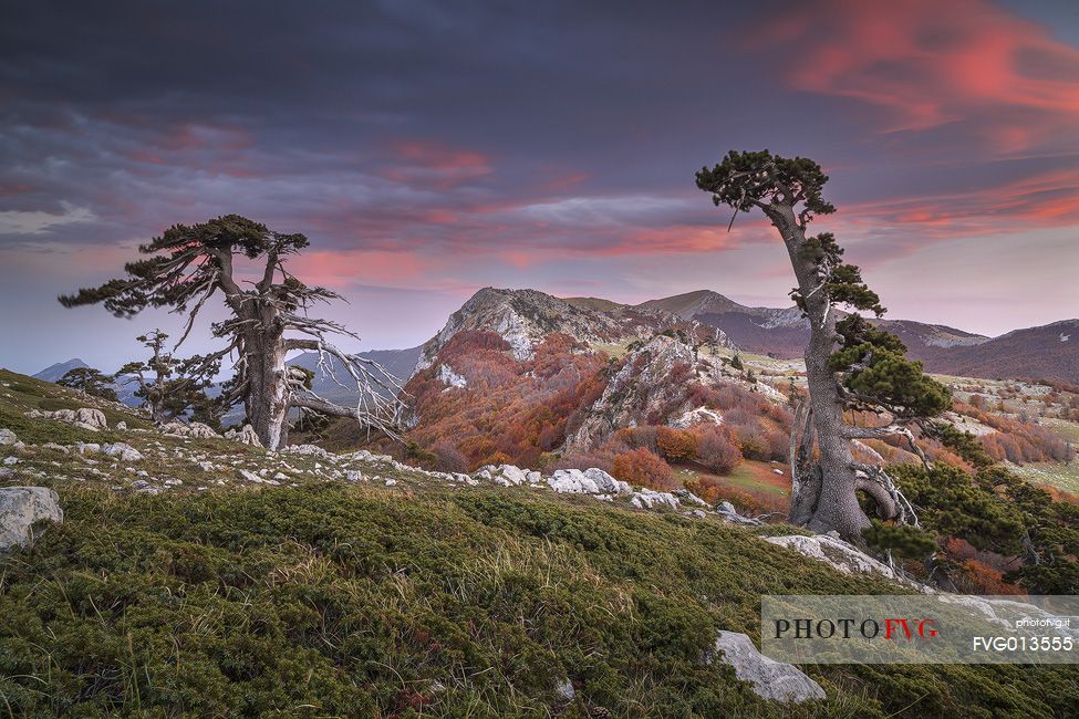Autumnal landscape with twoLeucodermis Pines in the foreground. Serra delle Ciavole in the background Autumnal landscape with twoLeucodermis Pines in the foreground. Serra delle Ciavole in the background