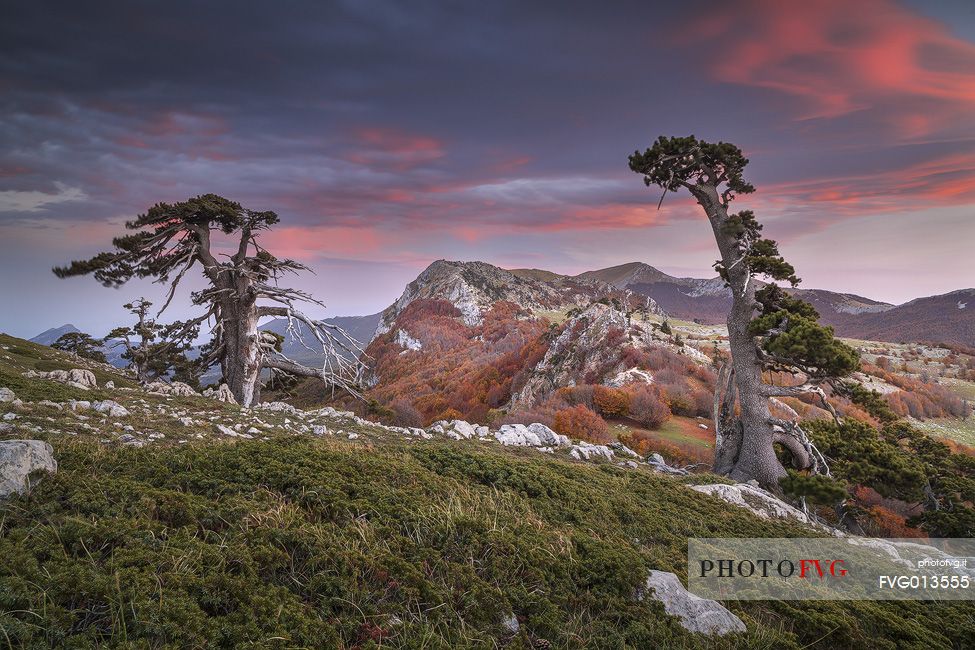 Autumnal landscape with twoLeucodermis Pines in the foreground. Serra delle Ciavole in the background