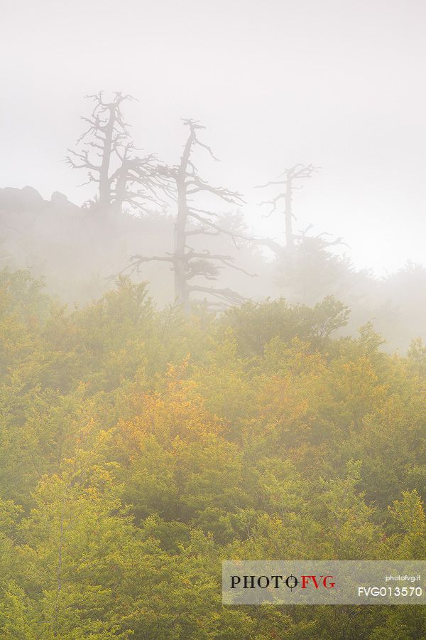 Autumnal landscape with some Leucodermis Pines
