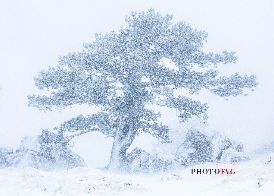 Leucodermis Pines in a snowstorm.
Pinus leucodermis are the only trees, in the Appennini mountain range, that can survive above the altitude of 2000 metres. They are tough enough to withstand the heavy snowstorm that are not rare there in wintertime.
