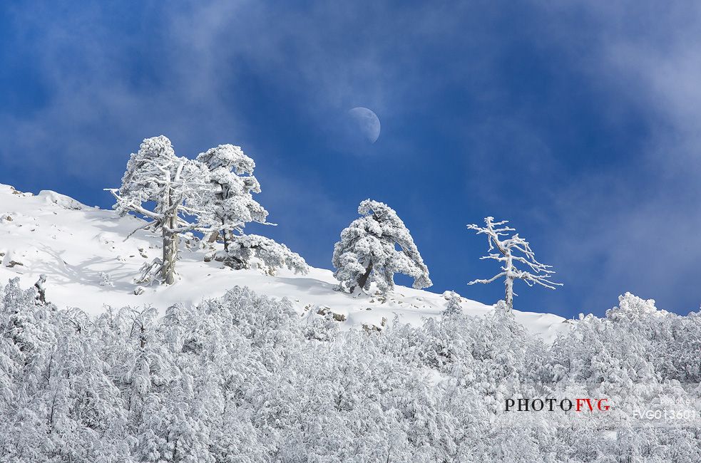 Winter landscape with some Leucodermis Pines. Pinus leucodermis are the only trees, in the Appennini mountain range, that can survive above the altitude of 2000 metres. They are tough enough to withstand the heavy snowstorm that are not rare there in wintertime.