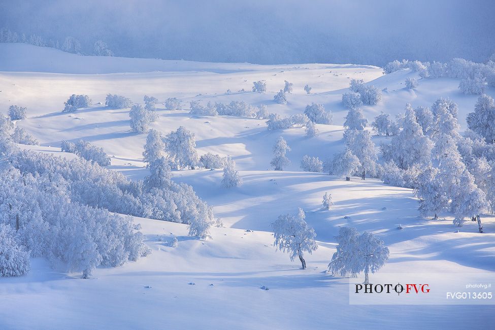 Winter landscape in the Pollino National park: the beechwood of Piani di Pollino.
