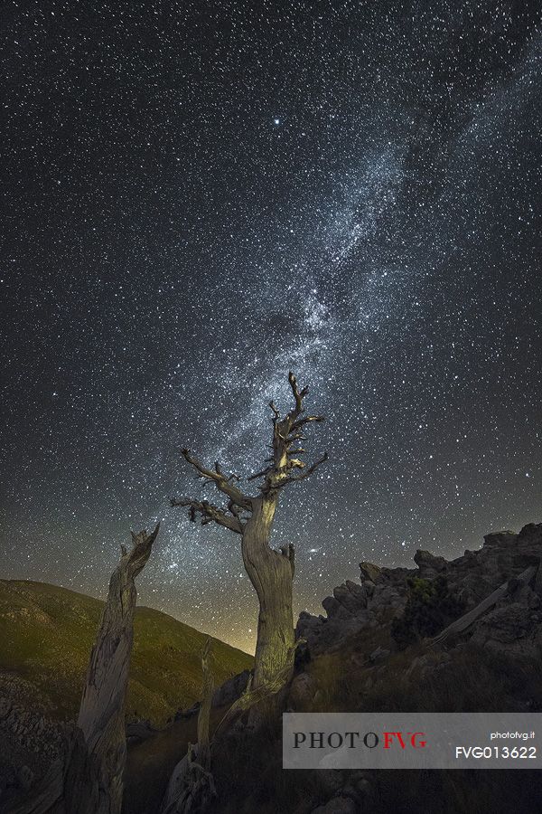 Leucodermis Pine on a starry night in the Pollino National Park.
Pinus leucodermis is widespread in the Balkan Peninsula and is present as a post-glacial relict in Southern Italy.
The oldest Italian populations of this species are located at high elevation in the mountains of Pollino range.
In 1993 the a National Park (the Pollino National Park, actually the biggest one in Italy) was founded to protect those beautiful and unique trees from anthropogenic activities.
