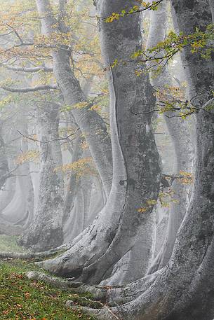 Beech trees twisted by the weight of snow near Pizzo di Moscio, Monti della Laga.