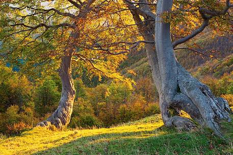 Elegant and twisted shaped beech trees near Pizzo di Moscio, Gran Sasso and Monti della Laga national park