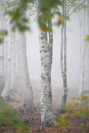 Misty beech trees in f the Martese forest, Monti della Laga 