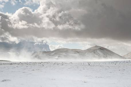 Strong wind raises a cloud of powder snow from the ground. Campo Imperatore area, Gran Sasso national park