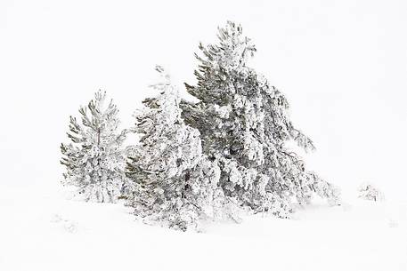 Fir trees adorned with snow and ice after a blizzard.
Campo Imperatore area