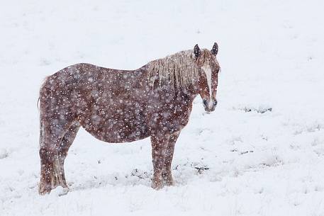 Campo Imperatore: a lonely horse in the snow storm, Gran Sasso national park