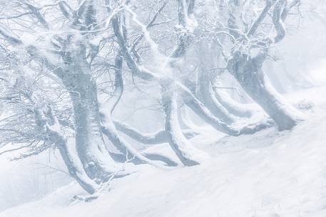 Beech trees twisted by the weight of snow near Pizzo di Moscio, Monti della Laga, after a snowstorm.