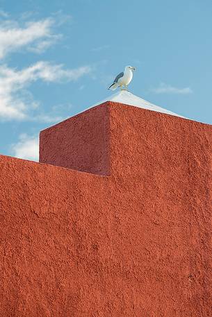 A seagull over old houses in Ventotene 
