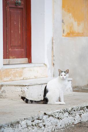 A cat in front af an house door in Ventotene 