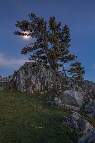 Leucodermis Pines at Serra di Crispo nella luce della luna