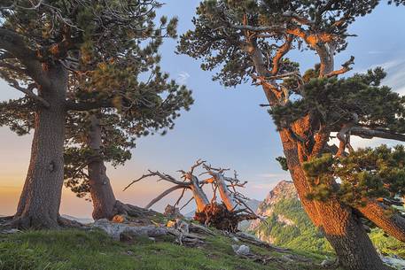 Spring landscape at Serra di Crispo with Leucodermis Pines. In the background Serra delle Ciavole