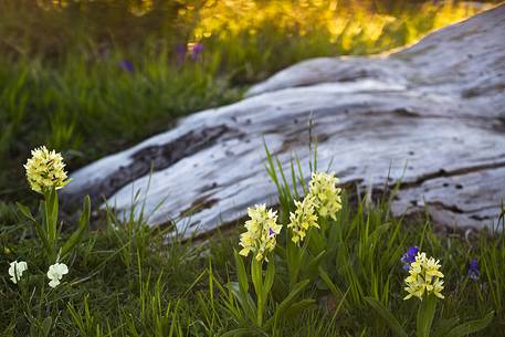 Spring detail at Serra di Crispo. Leucodermis Pine and orchids
