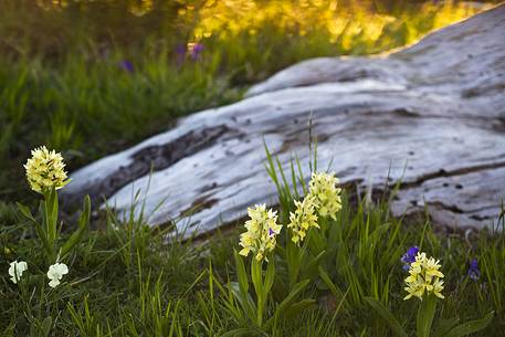 Spring detail at Serra di Crispo. Leucodermis Pine and orchids Spring detail at Serra di Crispo. Leucodermis Pine and orchids