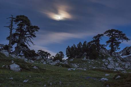 Night landscape with Leucodermis Pines. 
Serra di Crispo in moonlight
